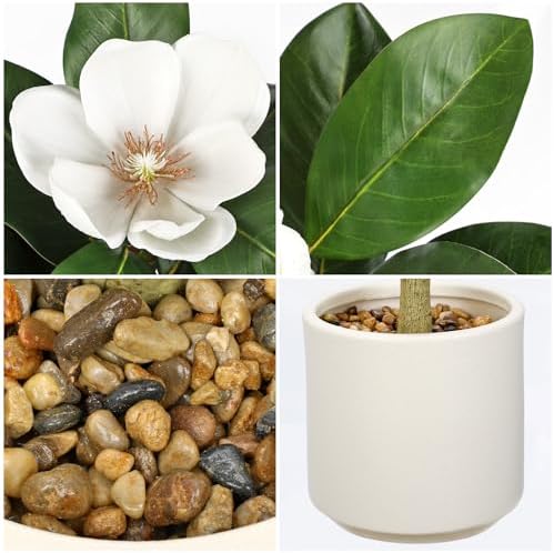 Briful 5FT Artificial Magnolia Tree with White Flowers in Cream Pot - Image 3