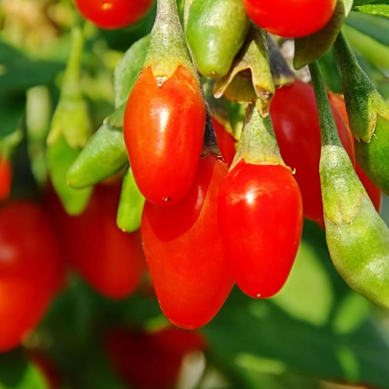 2 Goji Berry Live Plants, 4-10 Inch Tall by GardenNurserySince1996