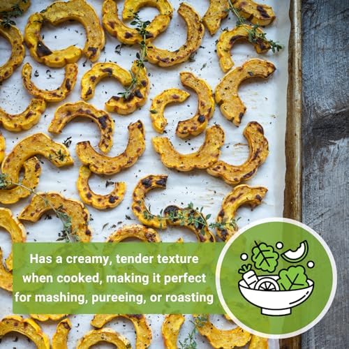 Sow Right Seeds - Yellow Scallop Summer Squash Seed for Planting Garden 3pk - Image 5