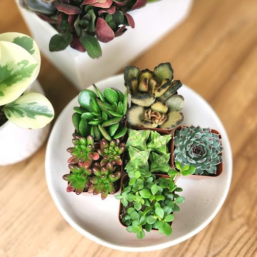 Live Succulents Plant Pack (6-Pack), Real Succulent Plants & Mini Plants for Beginners, Live House Plants, Mini Succulents, Outdoor & Indoor Plants, Live Plants in 2" Grower Pots by Plants for Pets - Image 2