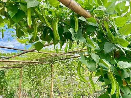 50+ Premium Winged Bean Seeds- Hạt Đậu Rồng - Dragon Bean, Four-angled, Goa, Manila, Princess, Cigarillas - Non GMO, Heirloom - High Yield Vegetable Seeds for Yard & Garden - Image 3