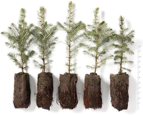 Colorado Blue Spruce Jumbo Tree Plug Seedlings | 12"-18" | Arbor Day Foundation (5-Pack) - Image 2