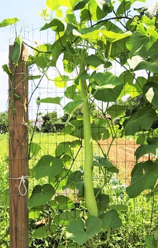Cucuzza Squash Seeds - 20+ Count - for 2026 Planting Lagenaria siceraria Cucuzzi Snake Gourd Italian Tromboncino Long Bottle Calabash Dudhi Lauki Vegetable Grow Your Own Home Farm - Image 5