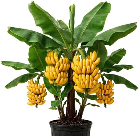 Dwarf Cavendish Banana Tree Plant, Indoor Outdoor Plant, 1 Gallon Pot by TAZGO