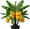 Dwarf Cavendish Banana Tree Plant, Indoor Outdoor Plant, 1 Gallon Pot by TAZGO