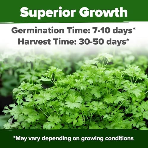 HOME GROWN Cilantro Coriander Seeds, 500+ Seeds - Image 2