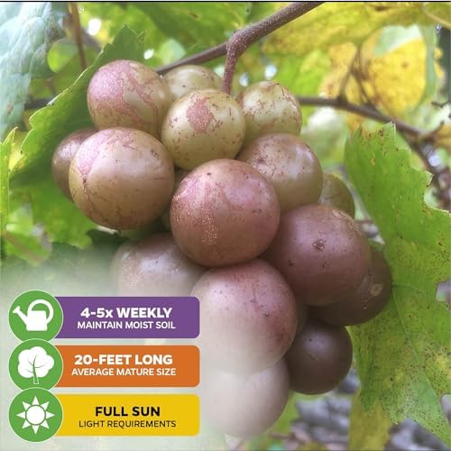Carlos Muscadine Grape Vine (1-Pack) Live Plant by Wellspring Gardens - Image 4