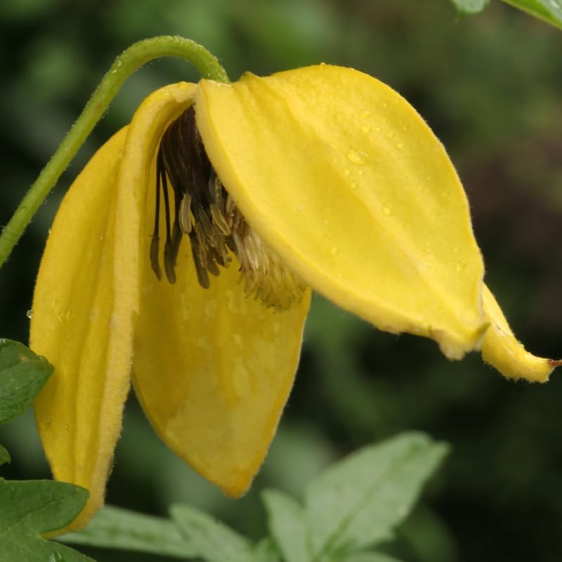 Yellow Clematis Vine Plant, Clematis Vine Plants Live in 2.5 Inch Pot - Image 2