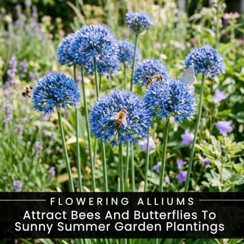 5 Allium Azureum Bulbs – Sky Blue Globe Flowers for Pots & Gardens - Image 7