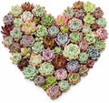 10 Assorted Live Succulent Plants, 1–2 Inch Bare Root Variety Mix for DIY by Unknown