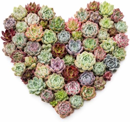 10 Assorted Live Succulent Plants, 1–2 Inch Bare Root Variety Mix for DIY by Unknown
