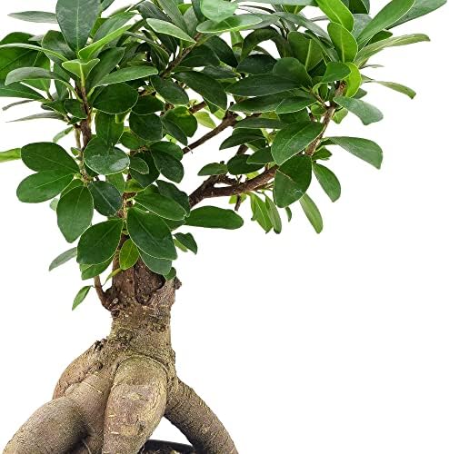 Arcadia Garden Products LV62 Ginseng Ficus Live Indoor Bonsai Plant in 6 in. Plastic Grower Pot, 6 Inch, Green *Sold By Amazon and Arcadia Garden Products* - Image 3