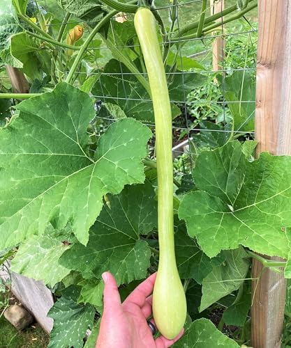 Tromboncino Squash Seeds - 180+ Count - for 2026 Planting Italian Zuchetta Rampicante Trombetta Tromboncino Zucchini Cucuzza Snake Bottle Gourd Vegetable Grow Your Own Home Farm Patio - Image 5