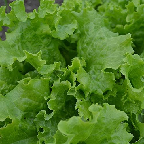 Grand Rapids Lettuce - 250 Lettuce Seeds for Planting, Thresh Seed Co. - Image 4