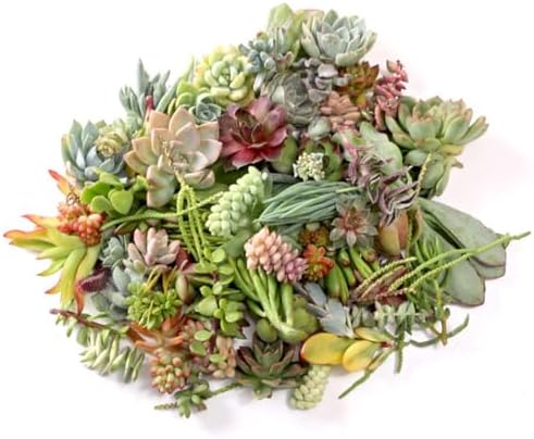 Mountain Crest Gardens Succulent Cuttings Pack - 50 Unrooted Plants, 2–3 Inches Long – Assorted Live Clippings for DIY Arrangements, Crafts, and Living Décor - Image 3