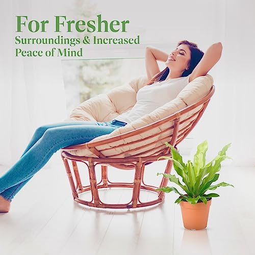 American Plant Exchange Bird’s Nest Fern – 6-Inch Pot – Live Easy Care Indoor Houseplant, Air-Purifying, Pet-Friendly Tropical Plant for Bathrooms, Bedrooms & Home or Office Décor - Image 7