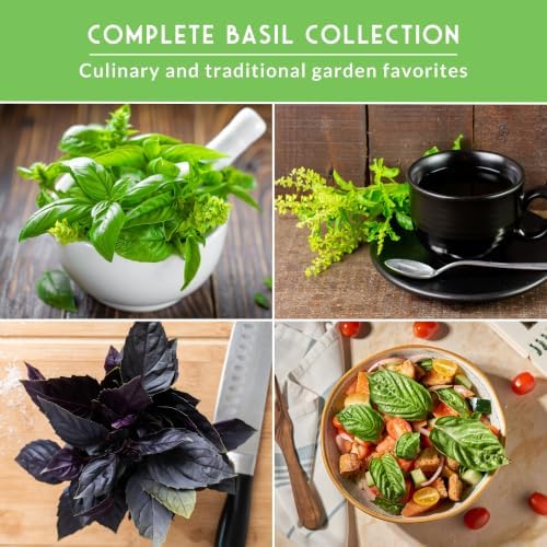 Basil Seeds 5 Variety Collection - Survival Garden Seeds - Image 4