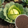 1000 Live Cabbage Seeds, Vegetable Garden Seeds by TANKDA
