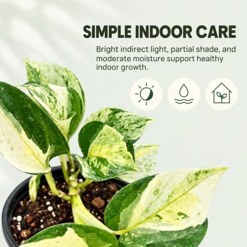Epipremnum Global Japan Live Plant - Rare Variegated Pothos - Image 4