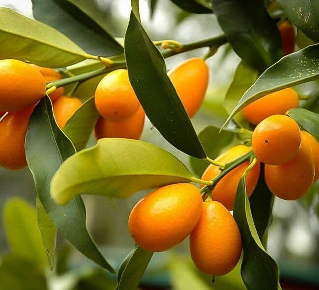 Nagami Kumquat Tree - 2-5 Inch Tall Live Plant - Potted Seedling - Orange Citrus Fruit Plant - Fortunella Margarita by Unknown