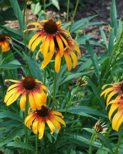 Perennial Farm Marketplace Echinacea ‘Fiery Meadow Mama’ (Coneflower) Live Perennial, Size-#1 Container, Golden Yellow Flowers with Red-Infused Centers, Zones 5-9 - Image 2