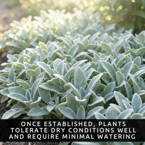 Lamb’s Ear ‘Silver Carpet’ Live Plant Start Plugs | Soft Silvery Foliage Perennial | Drought Tolerant Ground Cover | Deer Resistant Garden Plants | Hardy Outdoor Landscaping Plants (3 Plants) - Image 2