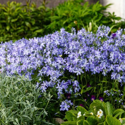 2 Blue Creeping Phlox Plants Live, Perennial Ground Cover, 3-7" Tall in Pot - Image 7