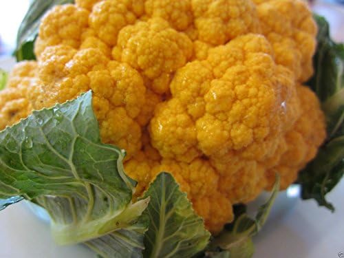 20 Cauliflower seeds - ORANGE HEAD ~CHEDDAR~ Bright orange heads ! - Image 4