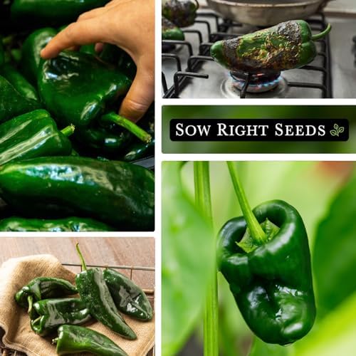 Sow Right Seeds - Poblano Pepper Seed for Planting Ancho Chile Peppers 3pk - Image 4