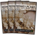 Sow Right Seeds - Money Plant Seed for Planting Silver Dollar Tree 3pk by SowRightSeeds