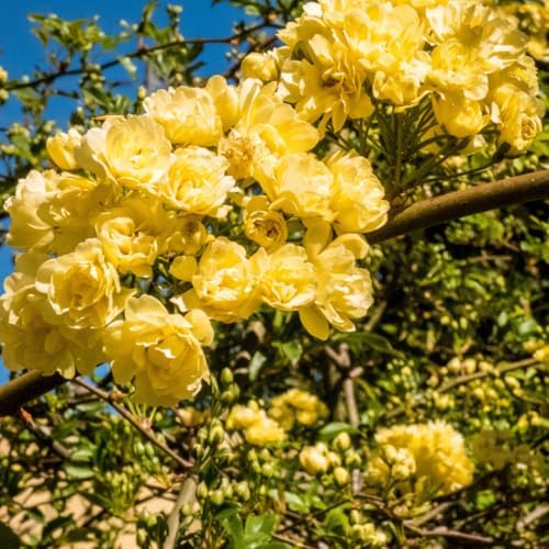 Yellow Live Rose Plant, Hardy, 5-10 Inch Tall - Image 3