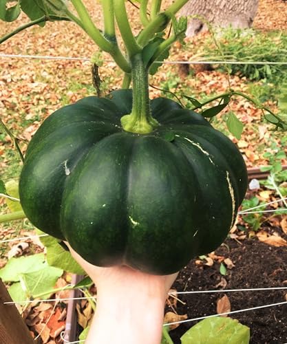 Fairytale Pumpkin (Musquee de Provence) Seeds - 40+ Count & 50+ Connecticut Field Pumpkin - for 2026 Planting French Cinderella Pumpkins Halloween Brown Winter Squash Vegetable - Image 2