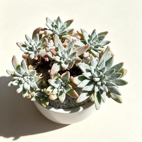Dudleya gnoma S.W. McCabe Live Succulent Plant 3-3.5 Inch Cluster, Rare Dudleya Bare Root No Pot, Easy Care Indoor Outdoor Houseplant for Home Garden Decor - Image 2