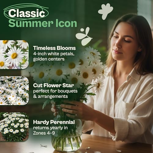 SVI 1000 Alaska Shasta Daisy Seeds (Leucanthemum) – White Daisy Flowers Seed Packets Bulk – Heirloom Wild Flowers, Perennial Flower Seeds for Indoor Garden & Outdoor Garden, Containers, Flower Beds - Image 3