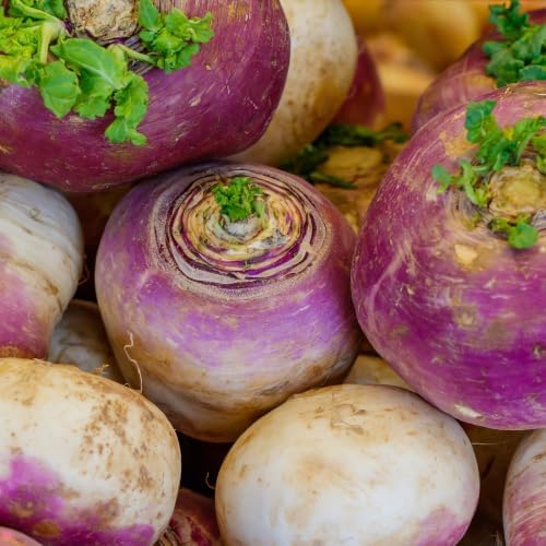 10000+ Turnip Seeds for Planting - Heirloom Non GMO - Image 2