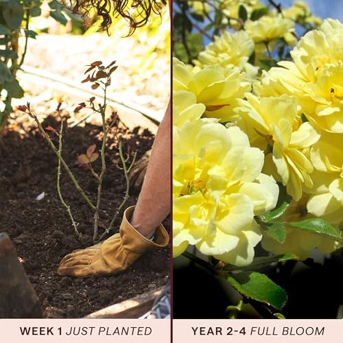 Heirloom Climbing Roses, Live Own Root Plant, Lady Banks - Image 3