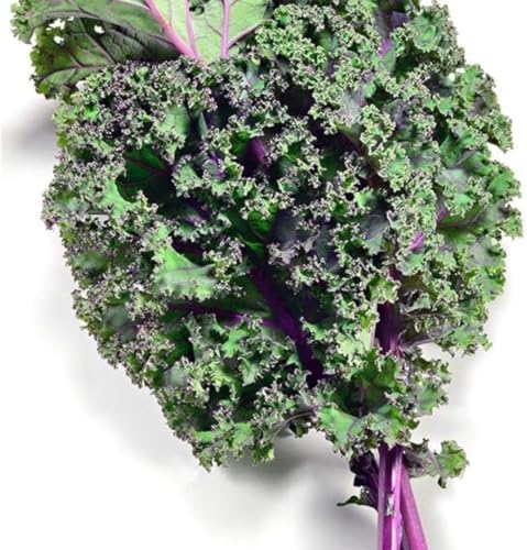 Red Russian Kale Seeds for Planting - Heirloom Non GMO - Image 5