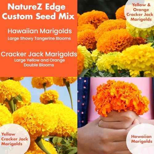 NatureZ Edge, Marigold Seeds for Planting Outdoors, 1 Ounce 10,000 Seed, Hawaiian and Cracker Jack Marigold Seeds, Made in USA, Companian Gardening Flower - Image 4