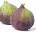 Olympian Fig Tree Live Plant - Ficus carica by Wellspring Gardens - Starter Plant Ideal for Gardens & Containers - Great for Indoor Houseplants, Outdoor Landscaping & Garden Planting by WellspringGardens