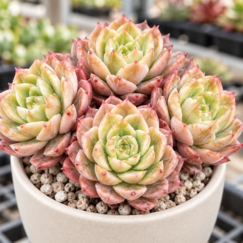 Echeveria 'Ben Badis' 3-3.5 Inch Clustered Bare Root Succulent Plant - Image 3