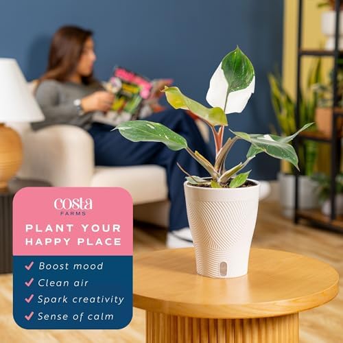 Costa Farms White Knight Philodendron, Live Indoor Plant, Tropical - Image 5