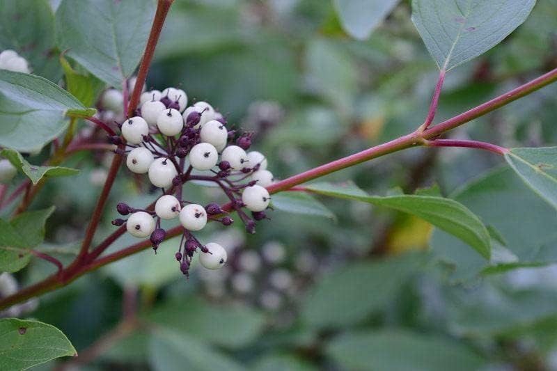 Red Twig Dogwood Shrub - Red Osier Bush - 12-18" Tall Live Plant - Image 4