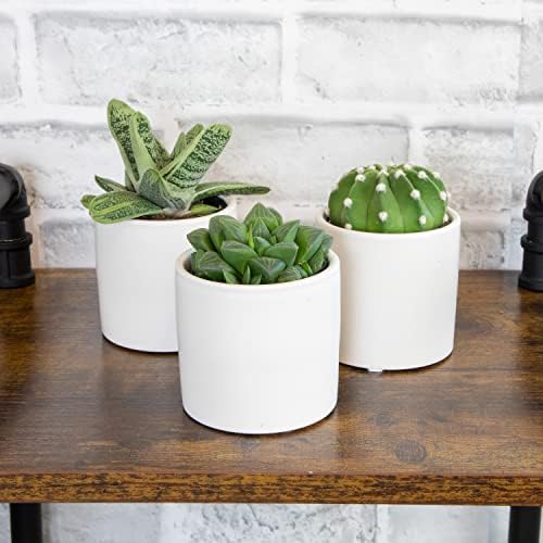 Plants for Pets Live Low Light House Plants in Ceramic Succulent Pots (3 Pack), Gasteria Succulent Plant and Cactus Plants Live with Potting Soil, Haworthia Succulents for Indoor Growing Home Décor - Image 5
