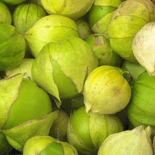 Mountain Valley Seed Co Grande Rio Verde Tomatillo Seeds 1 Oz ~10,000 Seeds by MountainValleySeedCompany
