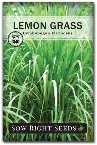 Sow Right Seeds - Lemon Grass Seed for Planting Mosquito Repellent Herbs by SowRightSeeds