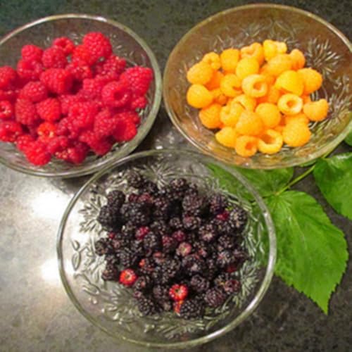Fall Gold Raspberry Live Plant, Backyard Berry Bush Plant, 5-9 Inch Tall - Image 5