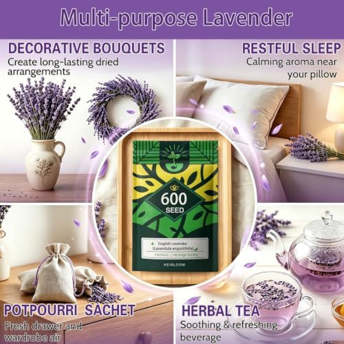 English Lavender Seeds, Fragrant Perennial Herb Lavandula, Easy to Grow - Image 3