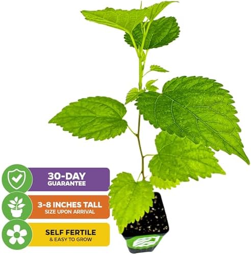 Dwarf Everbearing Black Mulberry Tree (1-Pack) by Wellspring Gardens - Image 2