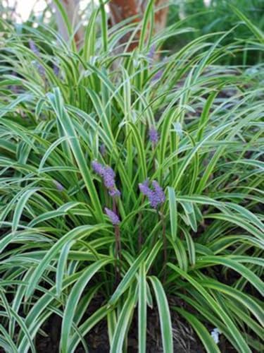Perennial Farm Liriope M. 'Variegata' (Variegated Lilyturf) – Ornamental Grass in #1 Container, Lilac-Purple Flower Spikes, Variegated Green & Cream Foliage, Shade Tolerant, Great for Borders & Edging - Image 3
