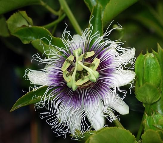 Yellow Passionfruit Vine Plant Live for Planting 4-6 Inch Tall, Sweet Tropical Fruit Plant for Outdoor Garden - Image 5
